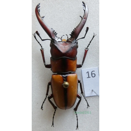 Prosopocoilus mohnikei mohnikei Parry, 1873 Indonesia, Java 43mm16